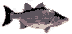 sandbass.gif (558 bytes)