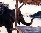 elephant approaching platform where a person could get on its back