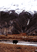 Yak grazing by the river