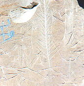petroglyphs