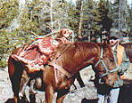Horse hauling elk