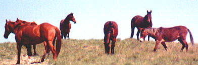 wildhorses