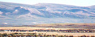 wildhorses