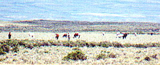 wildhorses