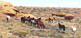 wildhorses