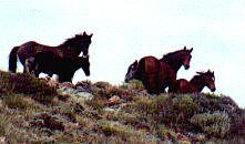 wildhorses