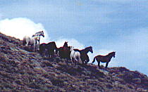 wildhorses