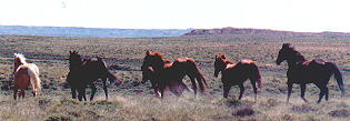 wildhorses