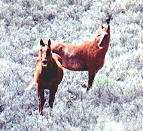 wildhorses
