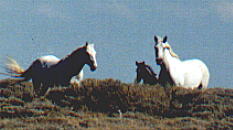 wildhorses