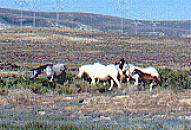 wildhorses