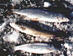 3 Ice Fish