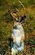 jackalope