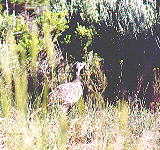 Sagehen