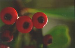 Natura