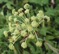 Filmy angelica