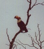 Toucan