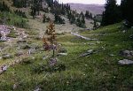 The meadow just below treeline