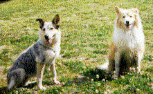 Aspen & Syd 14k