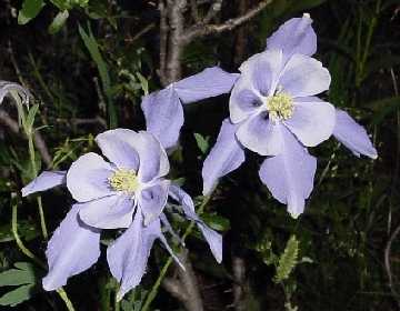 Wildflowers