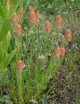 Wildflowers
