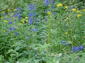 Wildflowers