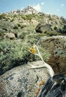 Moose on Desert Climb