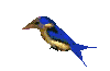 3dbird