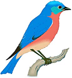big bluebird