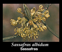 sassafras trees lfowers