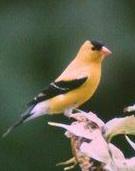 male american goldfinch