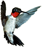Flying ruby throated hummingbird
