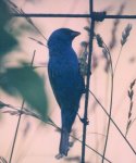 Male Indigo Bunting