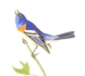 male lazuli bunting
