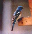 male lazuli bunting