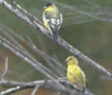 lesser goldfinches