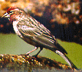 male cassin's finch