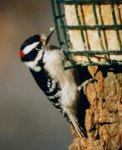 male downy woodpecker