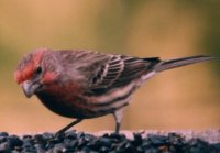 male house finch