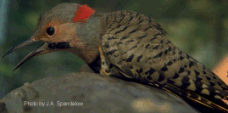 male yellow shafted northern flicker