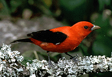 male scarlet tanager
