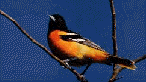 male northern/baltimore oriole
