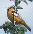 oriole