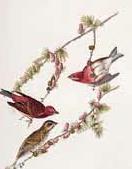 purple finches