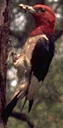 red headed woodpecker