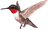 ruby throated hummingbird