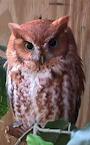 screech owl