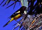 male scott's oriole