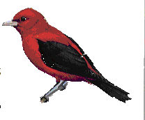 tanager