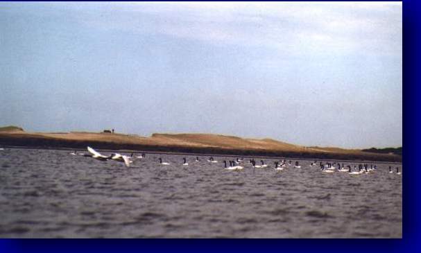 Cisnes de cuello negro